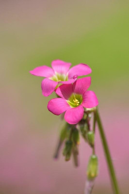 Oxalis_lasiandra_1.jpg