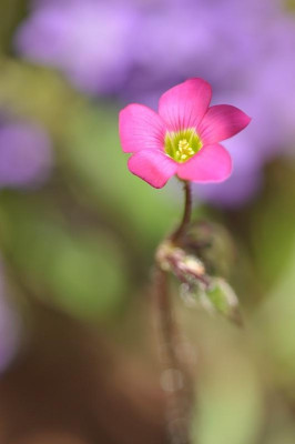 Oxalis_lasiandra_2.jpg