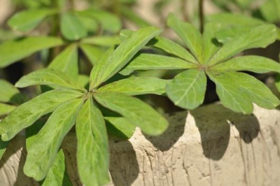 Oxalis_lasiandra_Laub.jpg