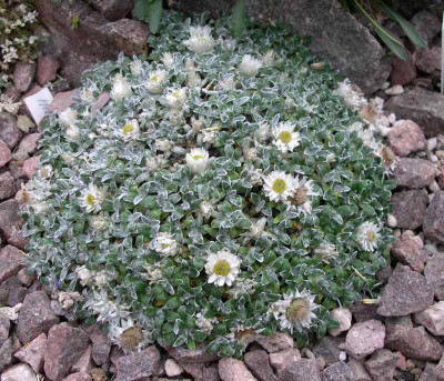 comp_Helichrysum_sessiloides_28.0512.jpg