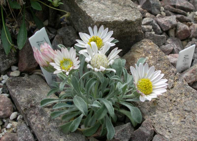 comp_Townsendia_alpigena_var._minima_28.05.12.jpg