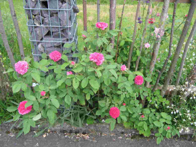 Rosedereshtdraussen.jpg