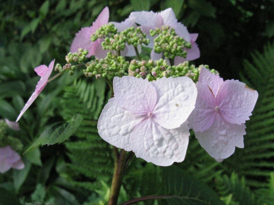 Hydrangea_serrata_var_yesoensis_Gartenpur.jpg