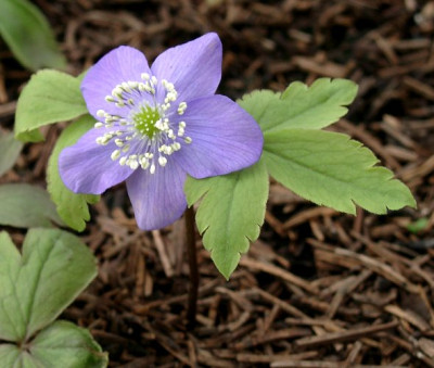 03040005_eminAnemone_oregana.JPG