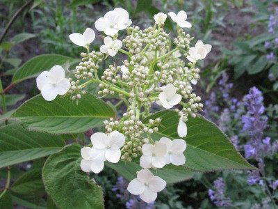 Hydrangea_heteromalla_Crug_Farm_Gartenpur.jpg