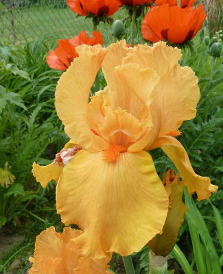 Iris_Barb._elat._Feu_du_Ciel_P10401541.jpg