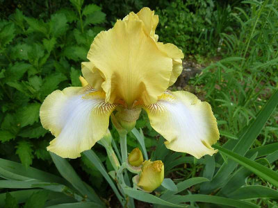 Iris_barb._elat._Nanny_F_P10401491.jpg