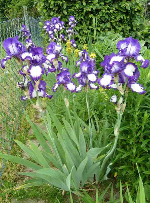 Iris_barb._elat._Stepping_Out_P10401601.jpg