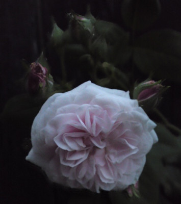 DSC01483a.jpg