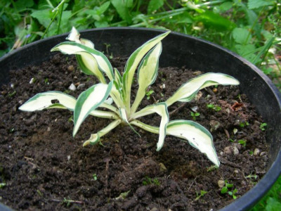Hosta_von_Margrit_DSCN9503.jpg