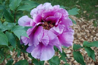 C1607_Small.JPG