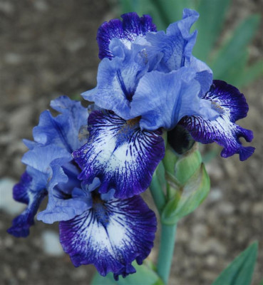 C1577a_Large.jpg