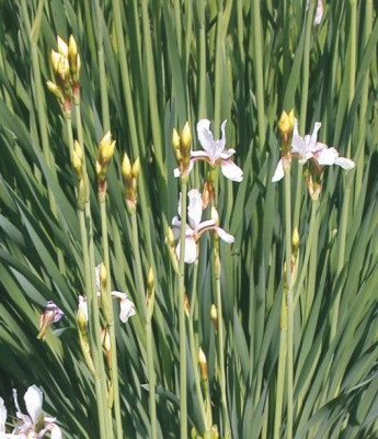Iris_Gelbknospe2003.jpg