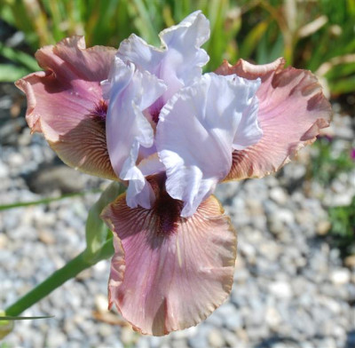 C1627a_Small.jpg