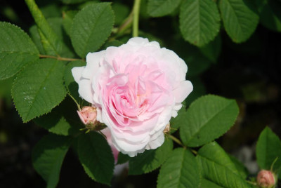C2193_Large.JPG