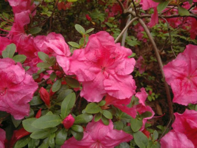 300520124452Higasa.jpg