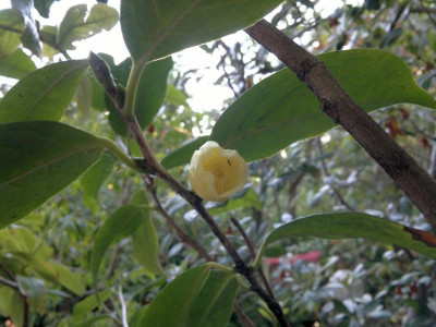 280520124450C.nitidissima.jpg