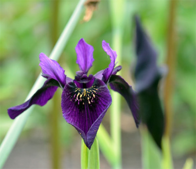 Iris.c_b.jpg