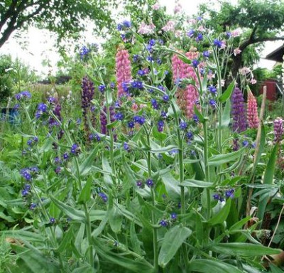 Anchusa-ax.jpg