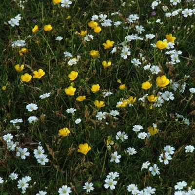 wiesenbunt_N11904s.jpg