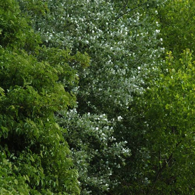 waldgruen_N11909s.jpg