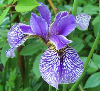 AprilMai_12_152_pseudacorus_x_sibirica.jpg