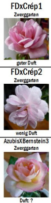 Zgs.jpg