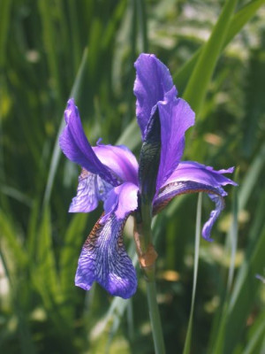 Iris-Spezies_bei_TT002.jpg