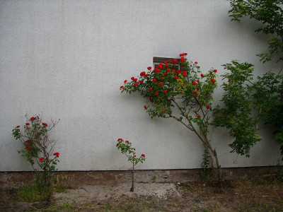 SS850860_roterosen.jpg