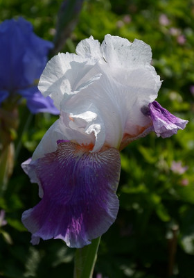 iris_noname_15.jpg