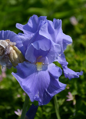 iris_noname_16.jpg