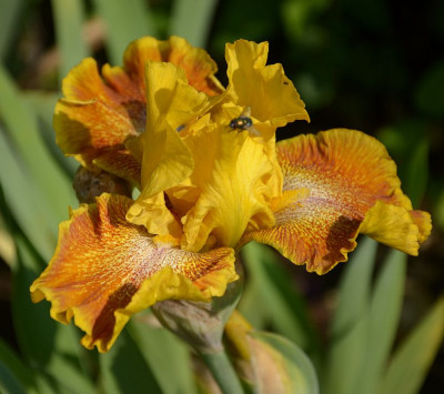 iris_noname_17.jpg
