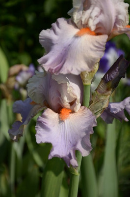 iris_noname_18.jpg