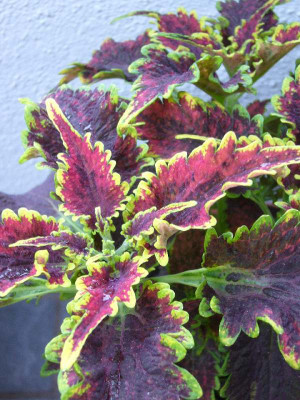 Coleus_A_800x800_80KB.jpg