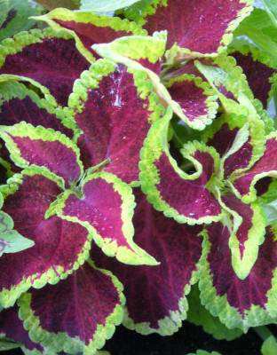 Coleus_B_800x800_80KB.jpg