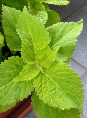 Coleus_C_800x800_80KB.jpg