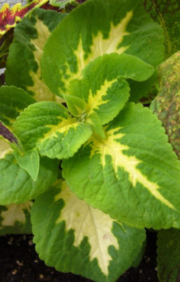 Coleus_D_800x800_80KB.jpg