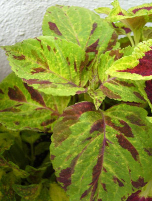 Coleus_E_800x800_80KB.jpg
