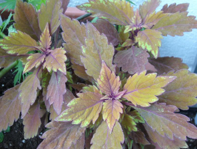 Coleus_F_800x800_80KB.jpg