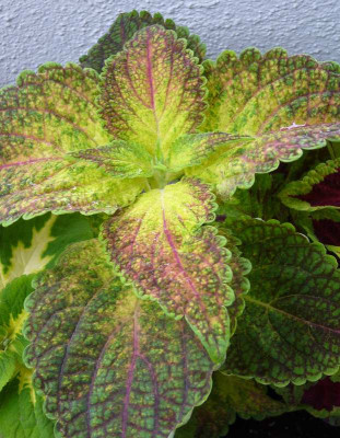 Coleus_G_800x800_80KB.jpg