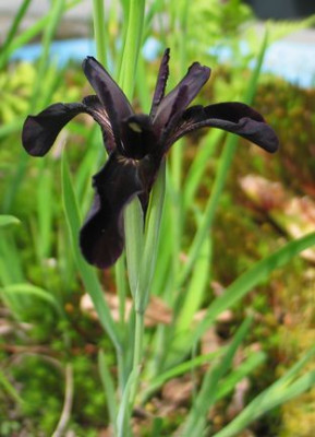 Iris-crysographes-2012-1.jpg