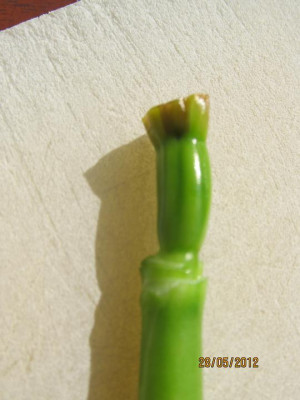 last_may_005_Iris_Bud_Fly_Blutenboden_small.JPG