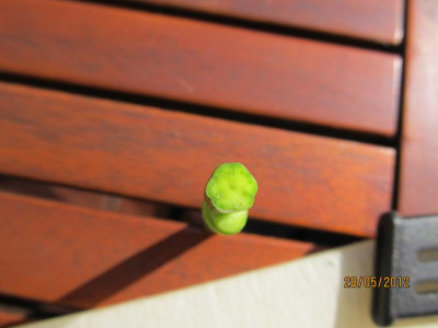 last_may_006_Iris_Bud_Fly_Blutenboden_Querschnitt_small.JPG