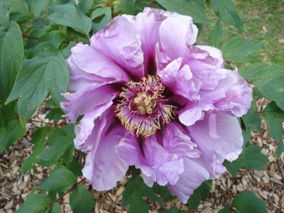 violette_Paonie.jpg