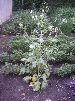 KartoffelnGarten.jpg