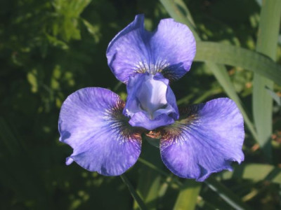 Iris_bei_TT002.jpg