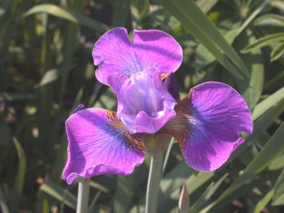 Iris_Landwein002.jpg