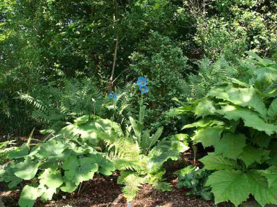 meconopsis_g.jpg