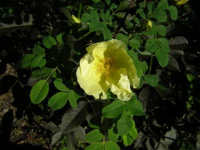 Rosa_Hugonis.JPG