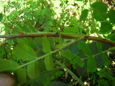 Rosa_Hugonis1.JPG